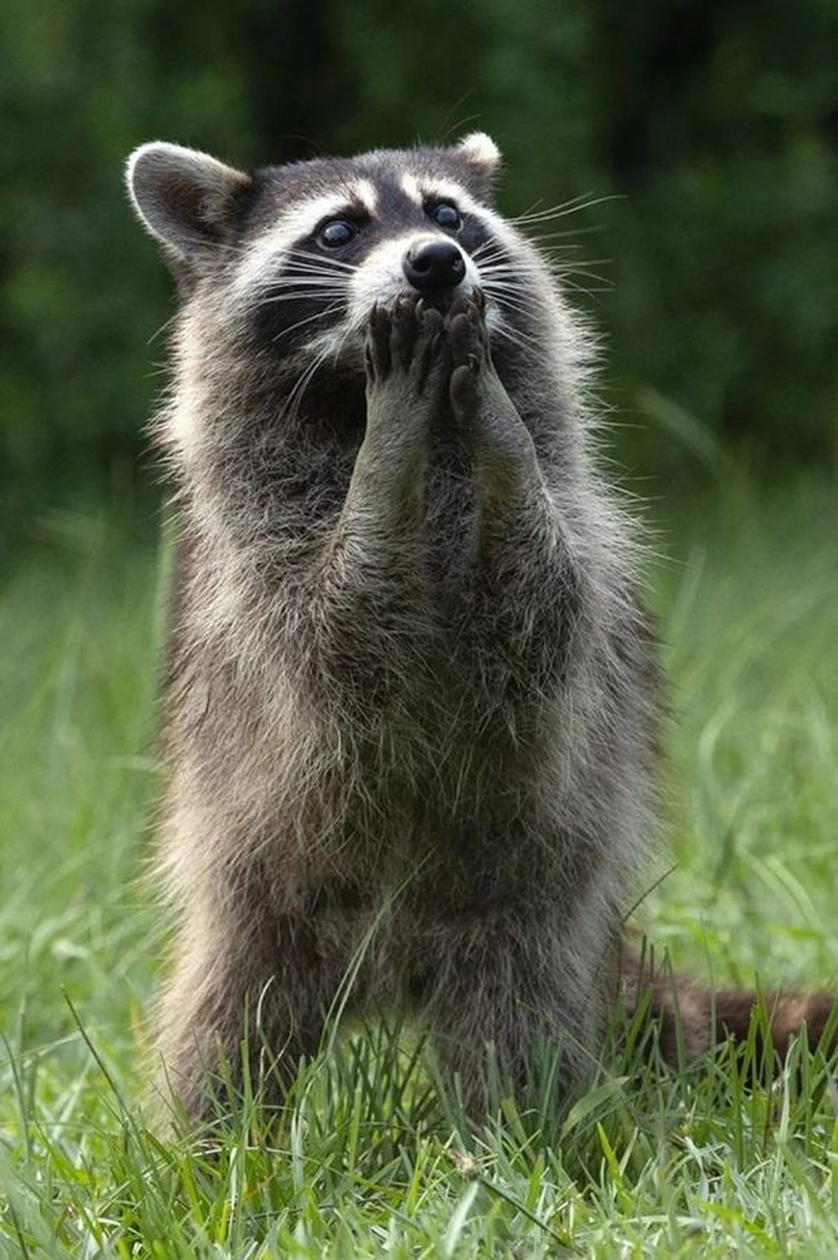 cute news tier waschbär

https://ch.pinterest.com/pin/1121888957175280049/