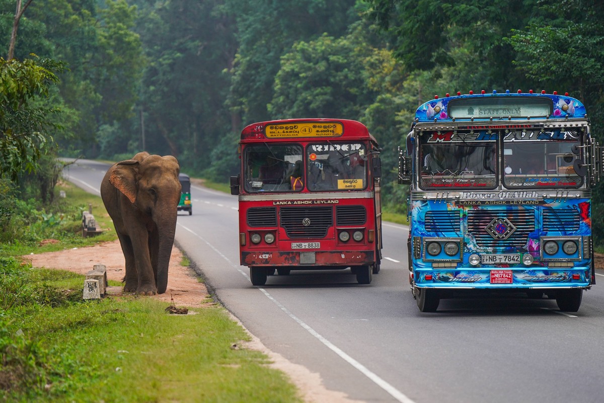 A Wild Elephant Begging For Food From The Street A wild elephant walks on the road in the central province and looks for food from people in Habarana, Sri Lanka, on January 26, 2025. Habarana Sri Lank ...
