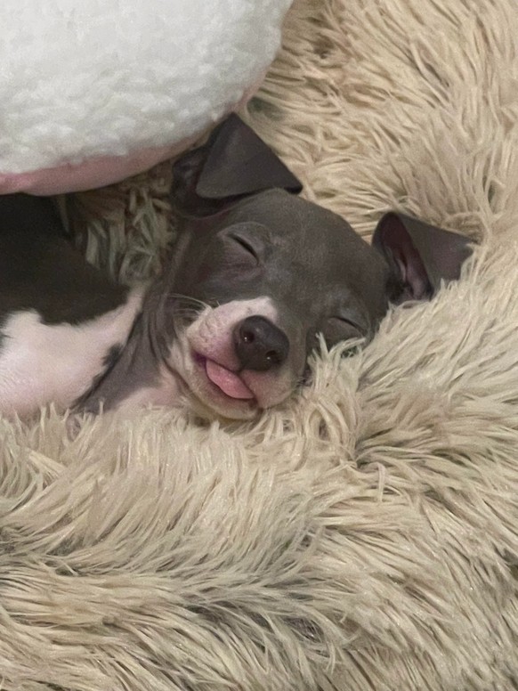 cute news animal tier hund dog

https://www.reddit.com/r/FunnyAnimals/comments/vhsrzo/she_is_so_adorable_even_when_she_sleeps/
