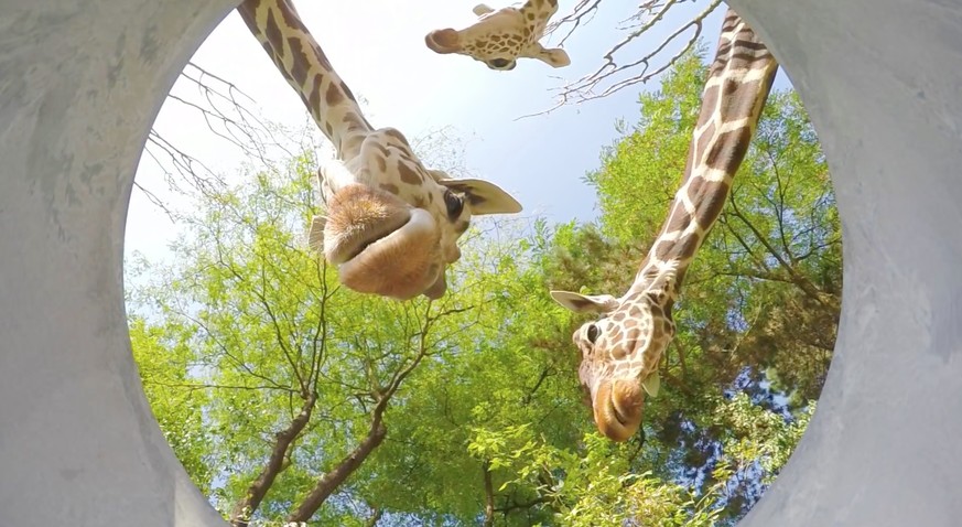 Wie regieren Tiger und Co. auf einen Spiegel? Dieses Video zeigt die Antwort 