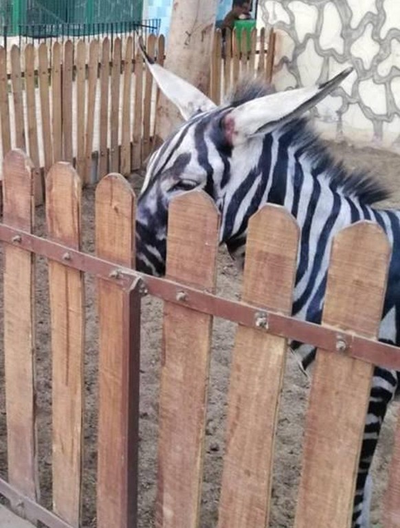 Die Farbe ist aber auffällig ...