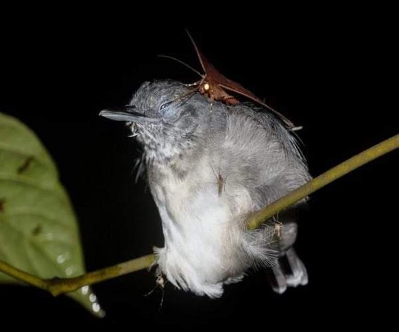 Unheimliche Bilder, in denen die Natur wieder mal ihre dunkelste Seite offenbart