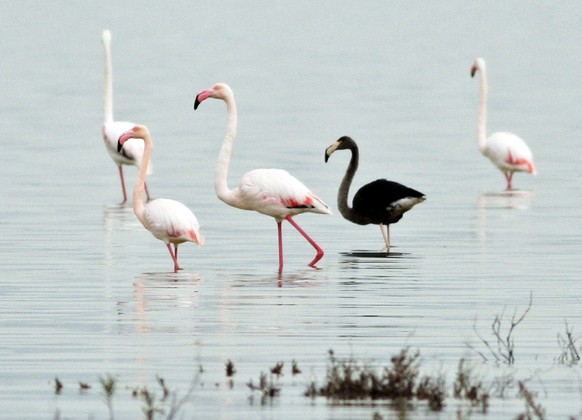 epa04700038 A picture made available on 11 April 2015 of a black flamingo surrounded by more conventionally coloured birds feeding on the banks of Aktoriri salt lake, Cyprus, 08 April 2015. Scientists ...
