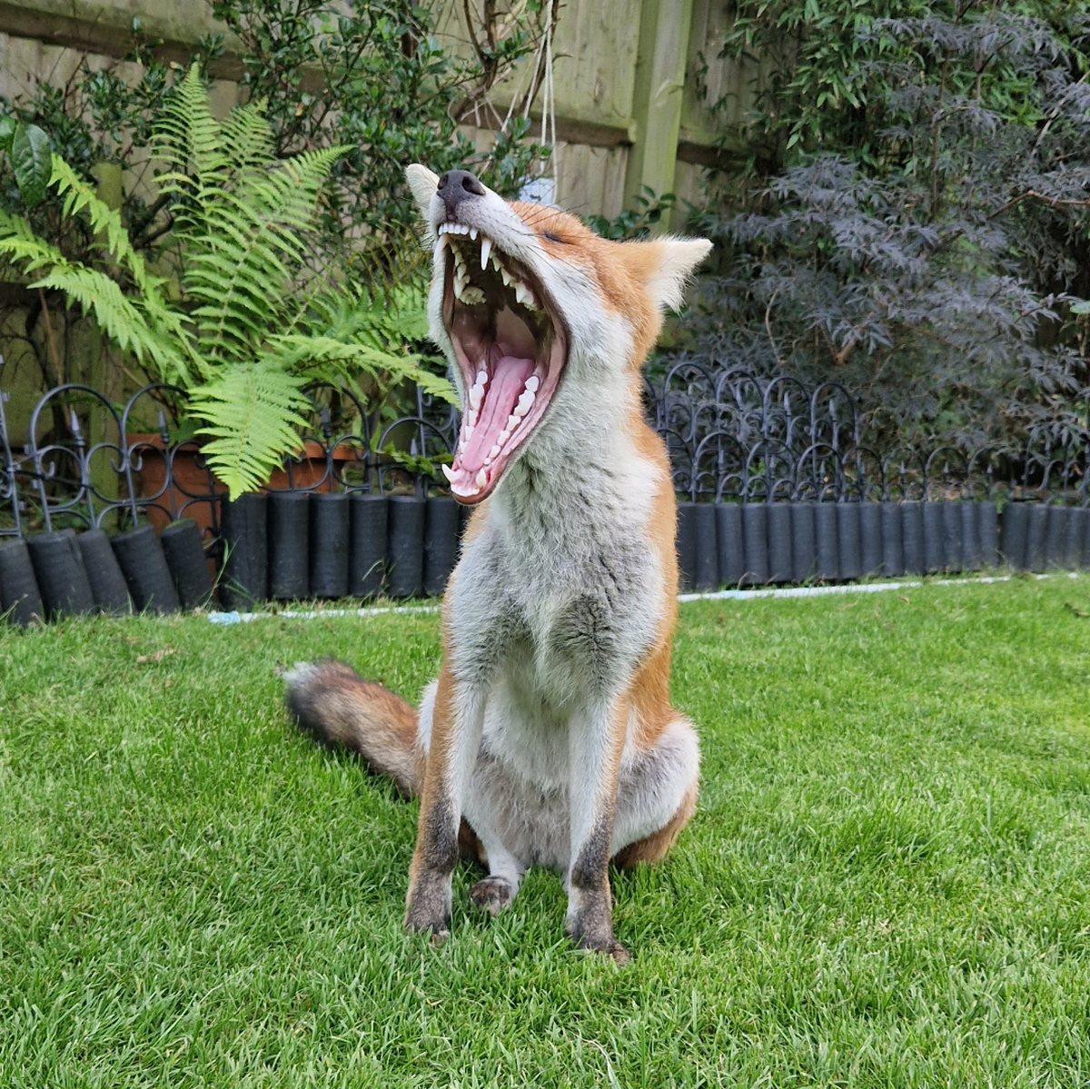 CUTE NEWS TIER FUCHS

https://www.reddit.com/r/foxes/comments/169476o/ok_my_joke_wasnt_that_funny/