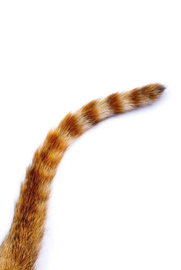 Картинка кошачий хвост