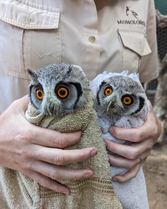 eulen in tücher
https://owlsintowels.org/gallery/