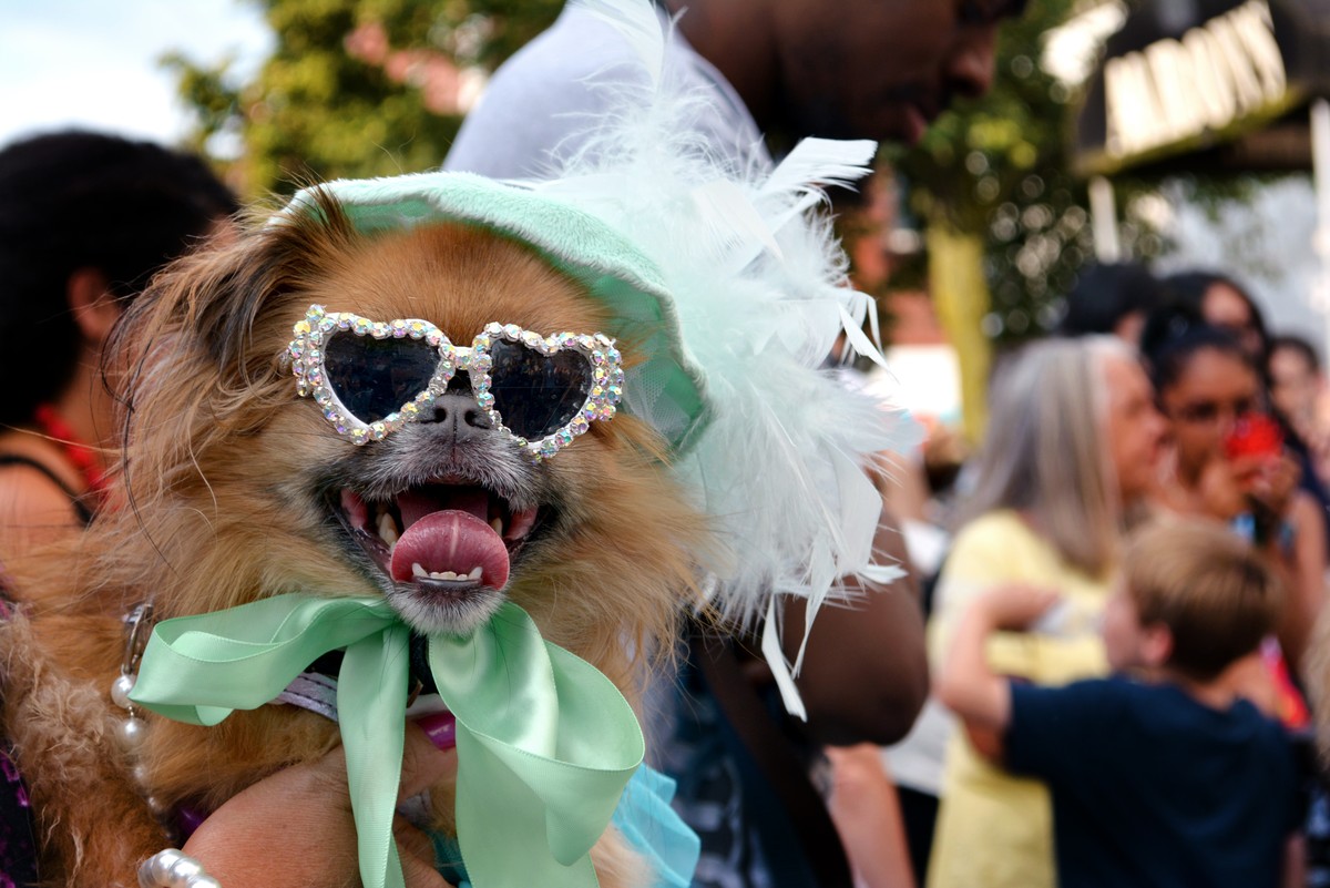 NYC, Hunde Fashion Show, Dog Fashion Show