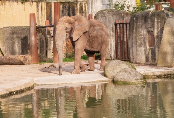 Elefant Zoo Basel