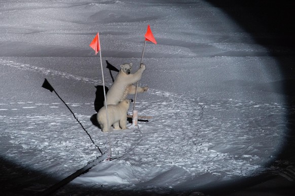 Yesterday evening again two polar bears came close to our ship. Probably they were the same we saw already a couple of days before our arrival at the floe. Nobody was out on the ice when the bears app ...