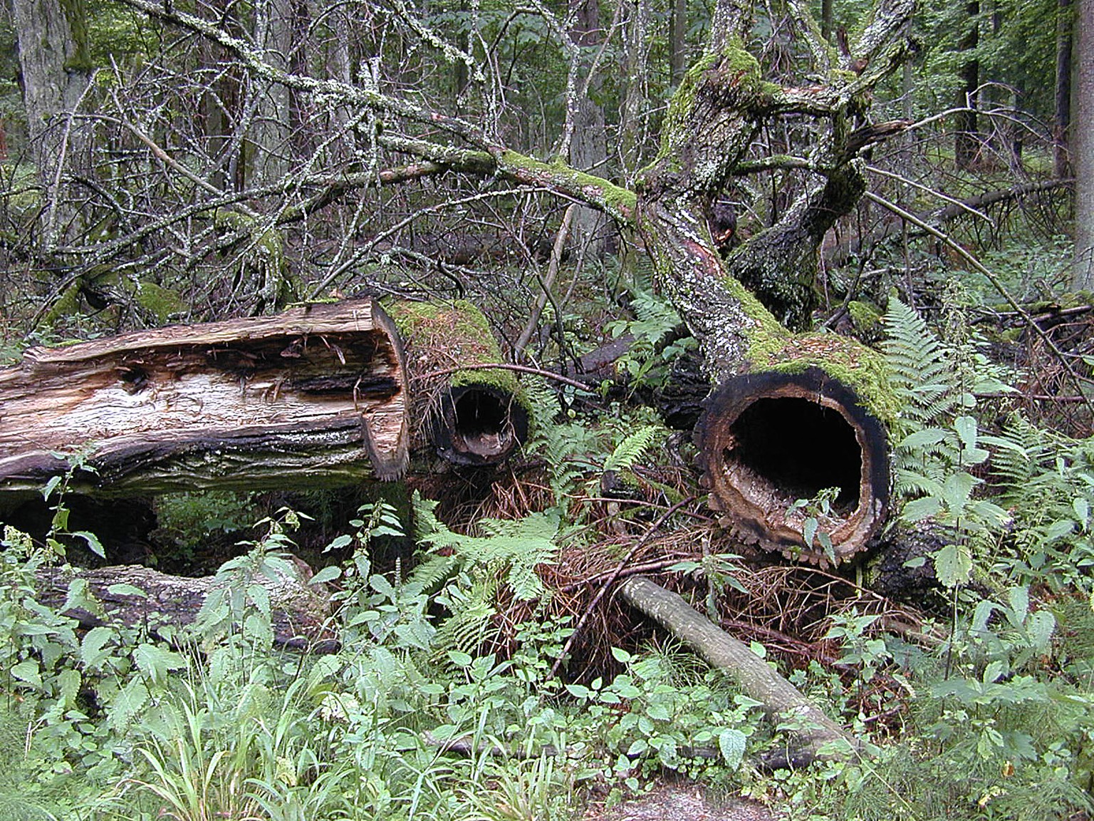 In this photo taken on Aug, 2006, dead trees lie on the ground in the Bialowieza National Park, a protected part of the Bialowieza Forest in eastern Poland. Polands government has sparked a conflict ...