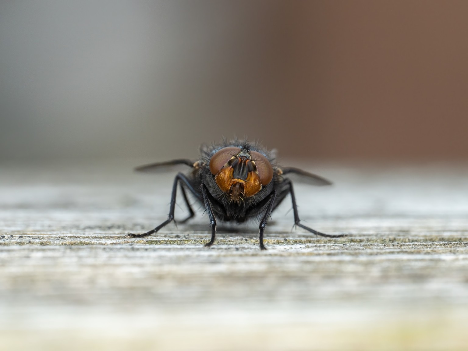 Eine herzige Schmeissfliege. Kann das weg? Nein. Mag das jemand? Nein. Eben.