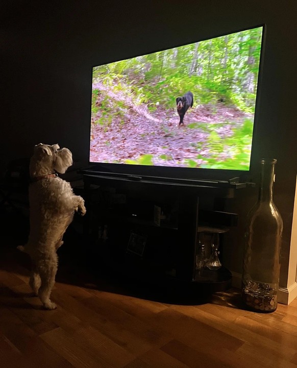 AccidentalRenaissance
The Adoration of The Rottweiler

https://www.reddit.com/media?url=https%3A%2F%2Fpreview.redd.it%2Fthe-adoration-of-the-rottweiler-v0-3z9vlu9glotg1.jpeg%3Fwidth%3D1080%26crop%3Dsm ...