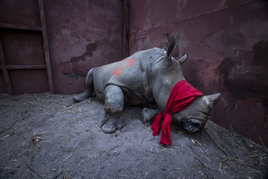 epa06665162 A handout photo made available by World Press Photo (WPP) organization shows a picture of photographer Neil Aldrige that wins the 1st prize of the &#039;Environment - Singles&#039; categor ...