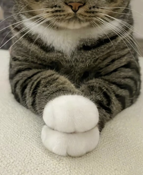 Perfekte Bilder: Katze mit flauschigen Pfoten