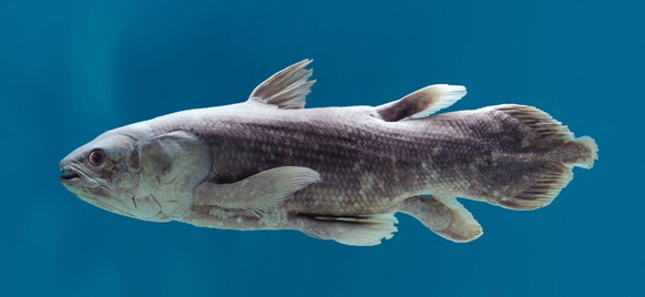 Coelacanth