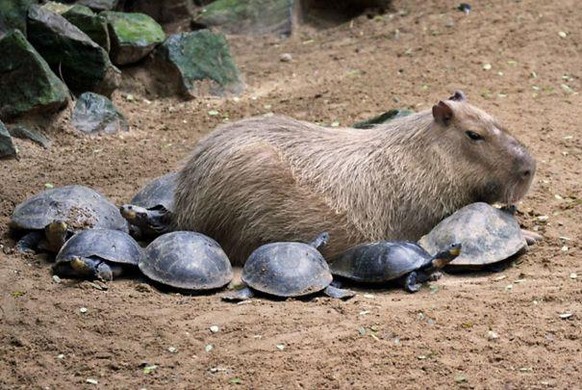 capybara

https://imgur.com/gallery/XKtnH