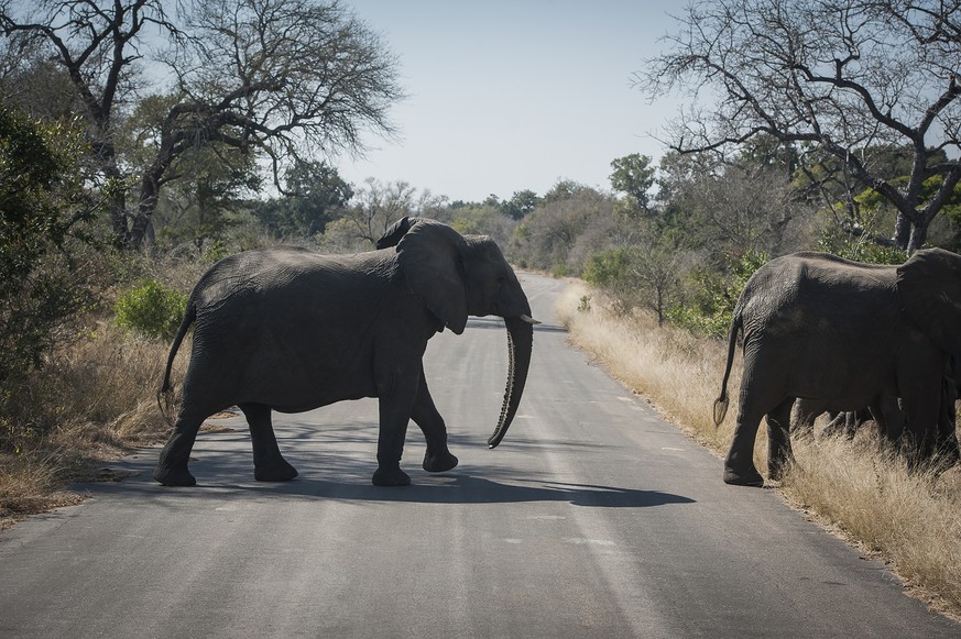 FILE - In this Wednesday, July 29, 2020 file photo, elephants cross the road in the Kruger National Park, South Africa. Animals have had the country&#039;s world-famous wildlife parks to themselves be ...