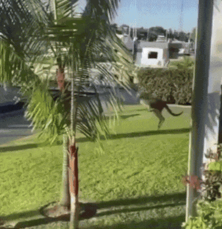 Animiertes GIF