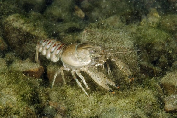 North American crayfish, Orconectes Limo.......... North American crayfish, Orconectes Limosus, Lugano lake, Ticino, Switzerland, Credit:Franco Banfi / Avalon Switzerland PUBLICATIONxNOTxINxUKxFRAxUSA ...