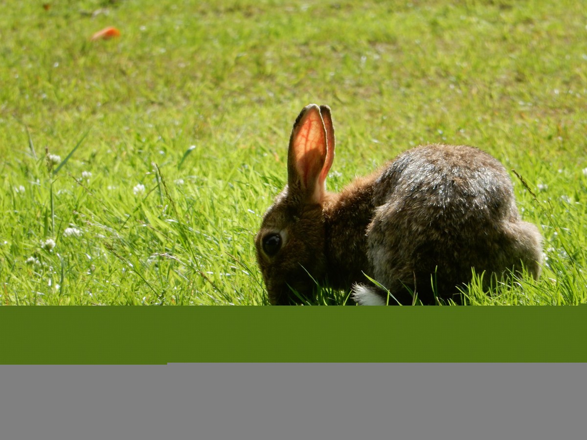 cute news animal tier hase

https://imgur.com/t/animal/iSG3k7i