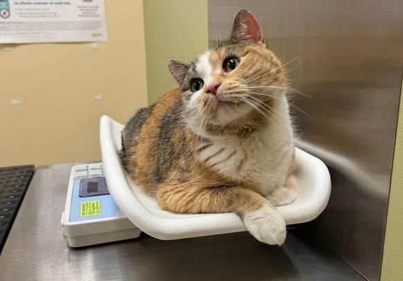 Katze auf Waage