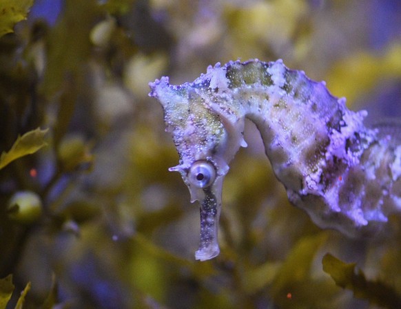 cute news tier seepferd

https://www.reddit.com/r/NatureIsFuckingLit/comments/zeh2ae/lit_purple_see_threw_seahorse/