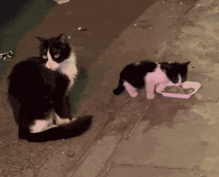 Animiertes GIF
