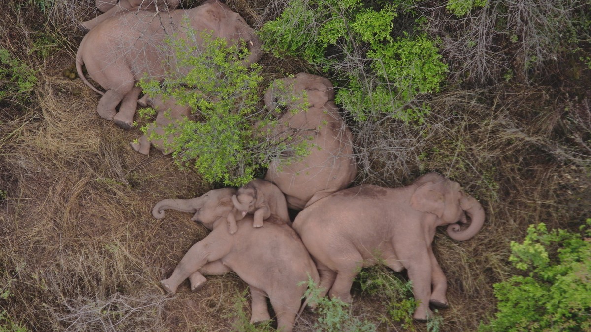 In this aerial photo taken June 7, 2021 and released by the Yunnan Forest Fire Brigade, a migrating herd of elephants rest near Xinyang Township in Jinning District of Kunming city in southwestern Chi ...