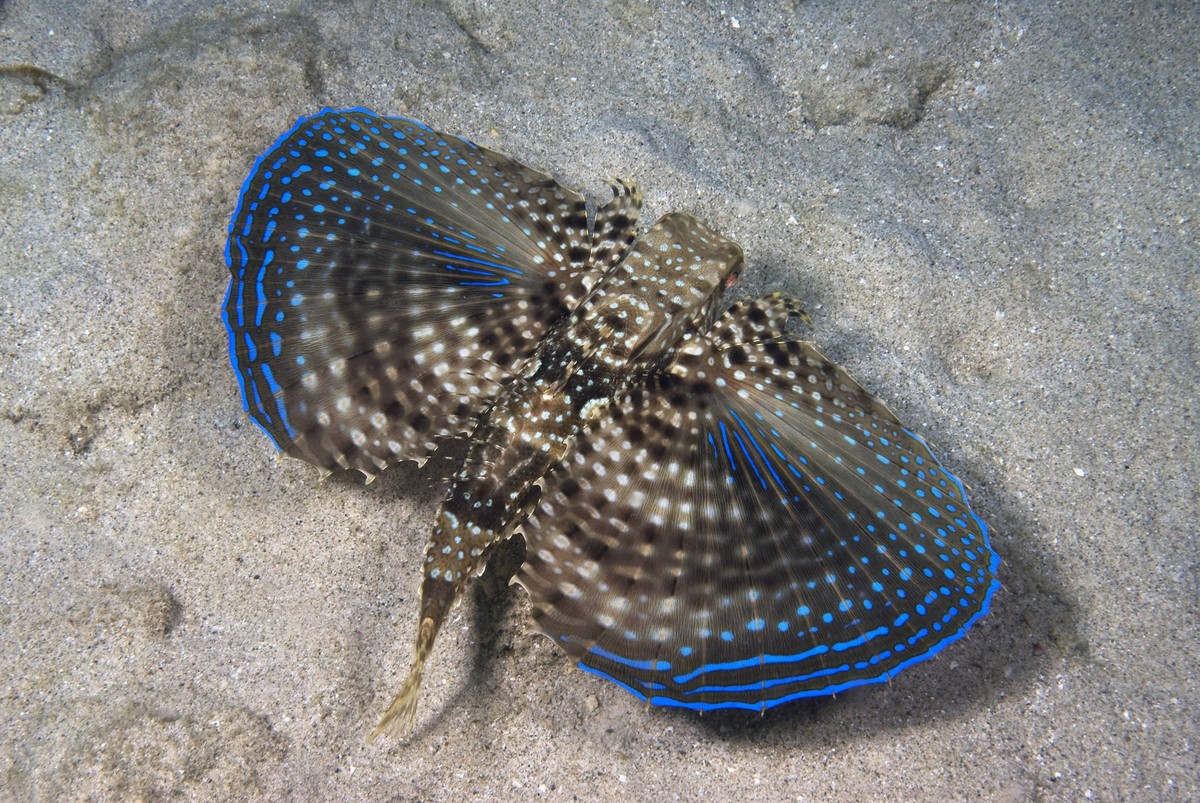 BAR-0809_flying-gurnard.jpg Flying gurnard fish showing extended pectoral fins in flying behavior . Dactylopterus volitans. Blue Bay, Curacao, Netherlands Antilles. Unaltered/Uncontrolled. . Model Rel ...