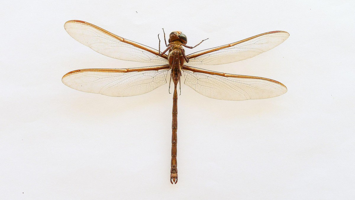 Männliche Austrophlebia costalis (Libelle) von unten gesehen
By John Tann from Mullumbimby, Australia - Austrophlebia costalis from below, CC BY 2.0, https://commons.wikimedia.org/w/index.php?curid=76 ...