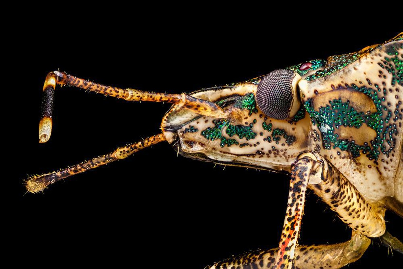 Stinkkäfer, Marmorierte Baumwanze, Halyomorpha halys (Makro-Aufnahme)