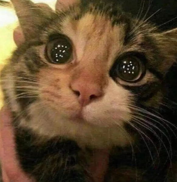 cute news cat https://www.reddit.com/r/wholesomememes/comments/z85vpz/starry_eyed/
