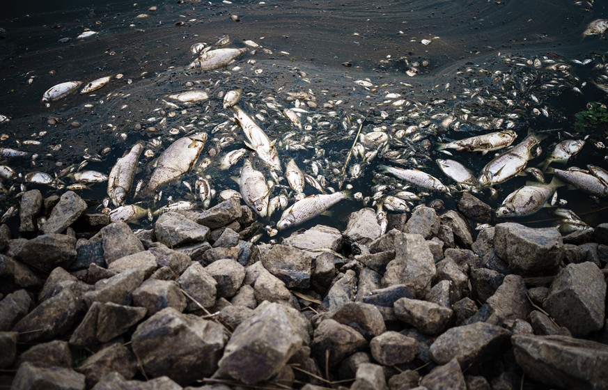 epa10119274 Dead fish float in the water of the Oder river, in Kuestrin-Kietz, Germany, 13 August 2022. The Oder river is suffering from an environmental disaster and dead fish are washing up on the r ...