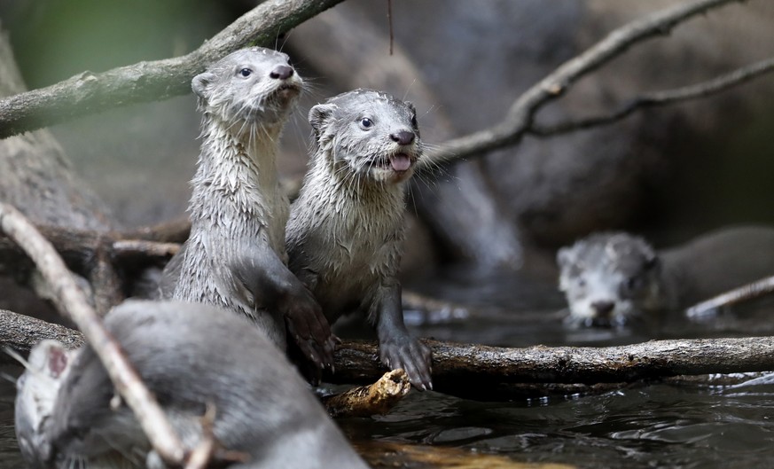 Newborn cubs of smooth-coated otters swim in their enclosure in the Prague Zoo, Czech Republic, Wednesday, March 15, 2017. Seven cubs were born in January, 2017. (AP Photo/Petr David Josek)