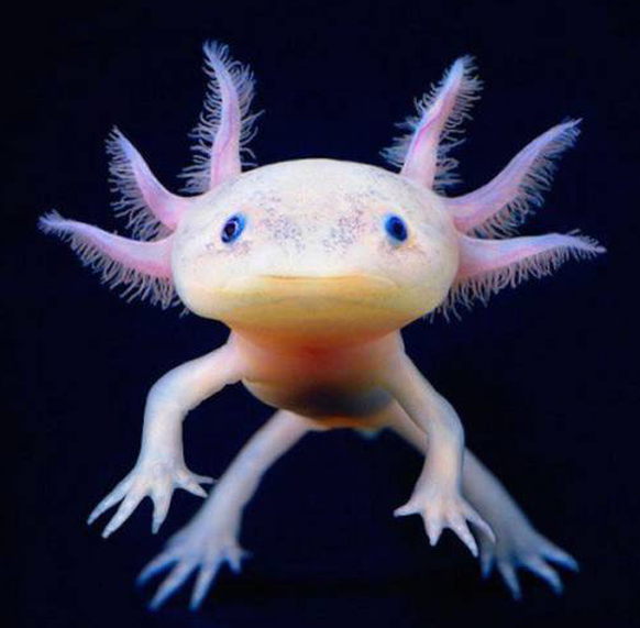 Wie kann man von uns verlangen, in Glaubensfragen die Vernunft auszuschalten?
Ich suche noch ein Lokal für die GV des eidgenössischen Axolotl-Zuchtverbands.
Mit wie vielen eigenen, grosszügigen Lokal ...