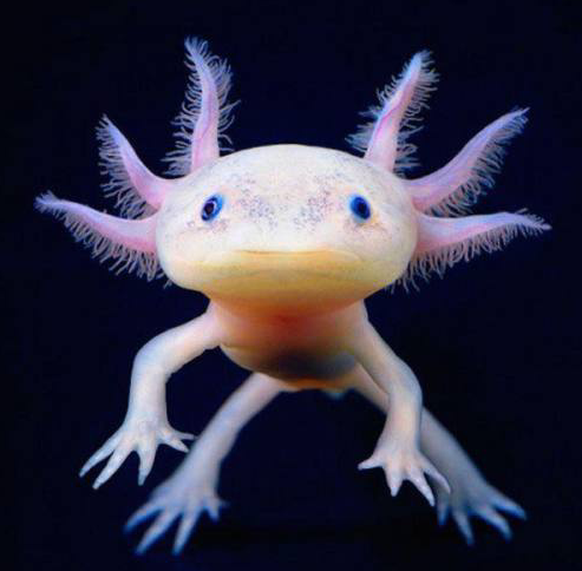 Wie kann man von uns verlangen, in Glaubensfragen die Vernunft auszuschalten?
Ich suche noch ein Lokal fÃ¼r die GV des eidgenÃ¶ssischen Axolotl-Zuchtverbands.
Mit wie vielen eigenen, grosszÃ¼gigen Lo ...