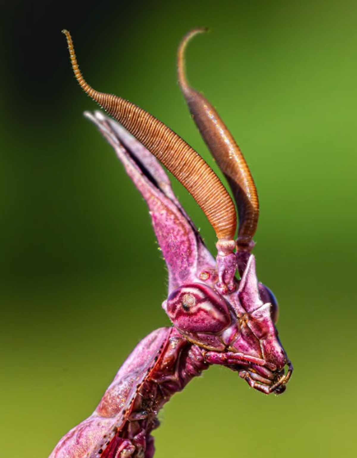 Empusa pennata

https://www.instagram.com/p/DWG5yI0jNvw/?utm_source=ig_web_copy_link&amp;stkn=MzRlODBiNWFlZA==