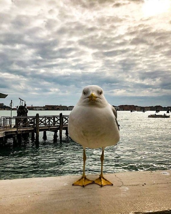 cute news tier möwe

https://ch.pinterest.com/pin/1121888957175523749/