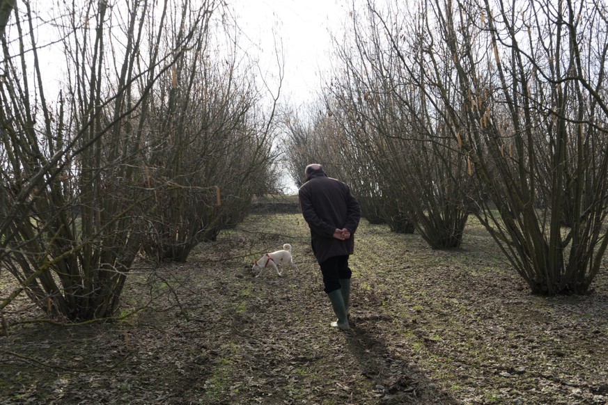 A young truffle dog in a hazel grove of the Langhe, Piedmony - Italy, A young truffles dog is looking for truffle in a hazel grove of the Langhe, Piedmony - Italy
