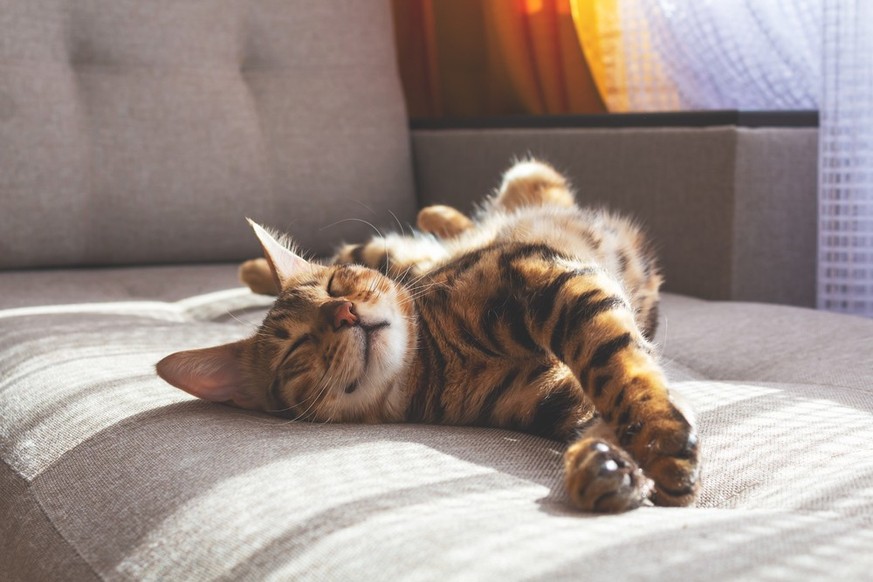 Bengal cat
