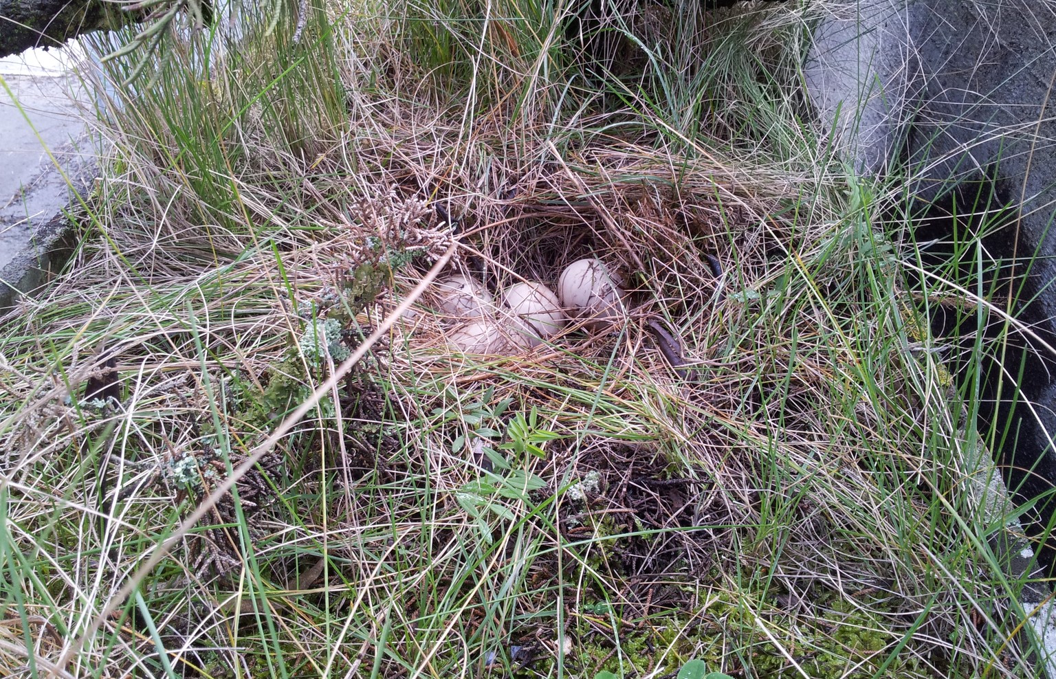 Die ersten vier von insgesamt 13 Eiern.