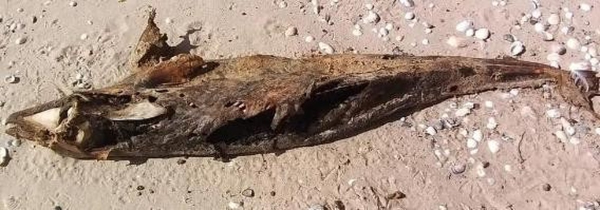 Tausende verendete Tiere werden an der ukrainischen Küste angeschwemmt. Auch aus anderen Ländern mit Schwarzmeer-Anstoss gibt es entsprechende Berichte von Tierschutzorganisationen.