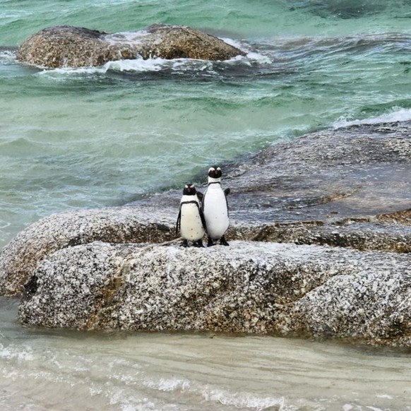 Nice news about penguin animal https://www.reddit.com/r/FunnyAnimals/comments/17vo2kn/penguin_couple_waves_hello/