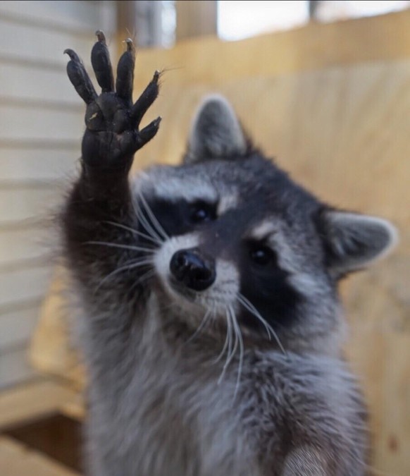 cute news tier raccoon waschbär

https://www.reddit.com/r/Raccoons/comments/103qomi/hi/