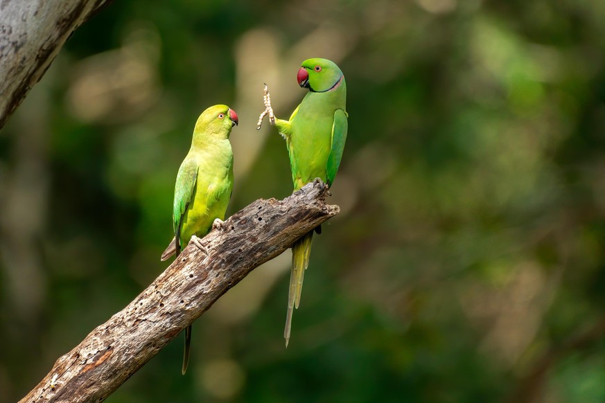 The Comedy Wildlife Photography Awards 2020
Petr Sochman
Brussels
Belgium
Phone: 
Email: 
Title: Social distance, please!
Description: This photo from January 2020 is the beginning of a scene which la ...