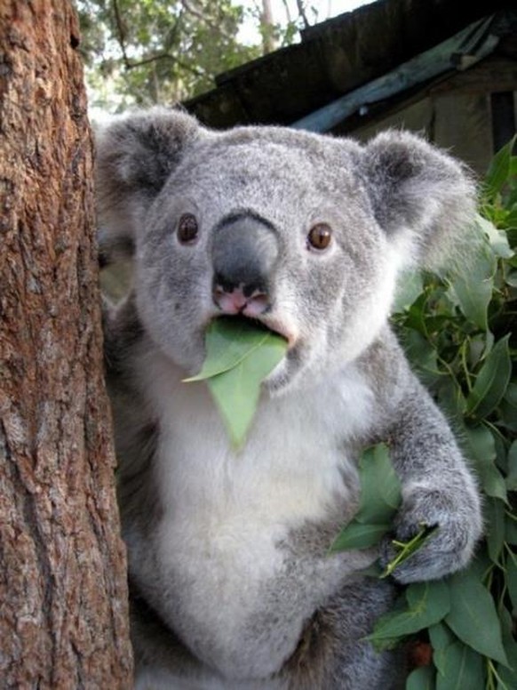 Der PICDUMP geht dieses Mal â Achtung! â unter die Haut. Hahaha
Habt ihr etwa alle die Koalas vergessen??