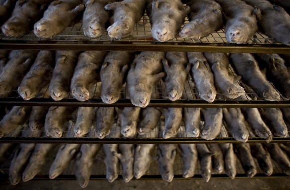 epa01574704 Slaughtered mink are seen at a mink farm in Harbin, China, 02 December 2008. China is the world&#039;s largest exporter of fur clothing, with more than 90 per cent of its locally produced  ...