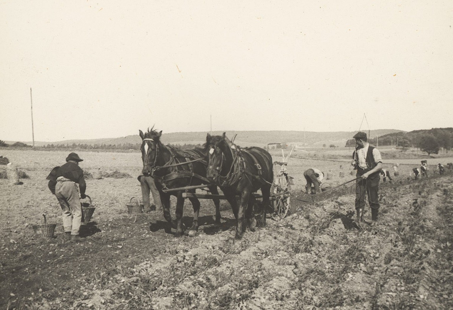 Kartoffelernte in Rheinau, um 1910.
https://permalink.nationalmuseum.ch/100172044