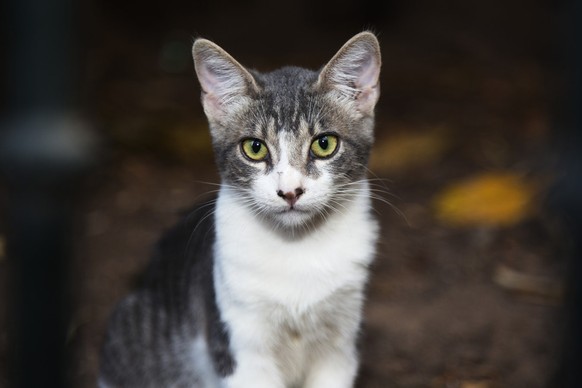 zufriedene, sitzende Katze
https://unsplash.com/photos/O6GFYfJ1kHY