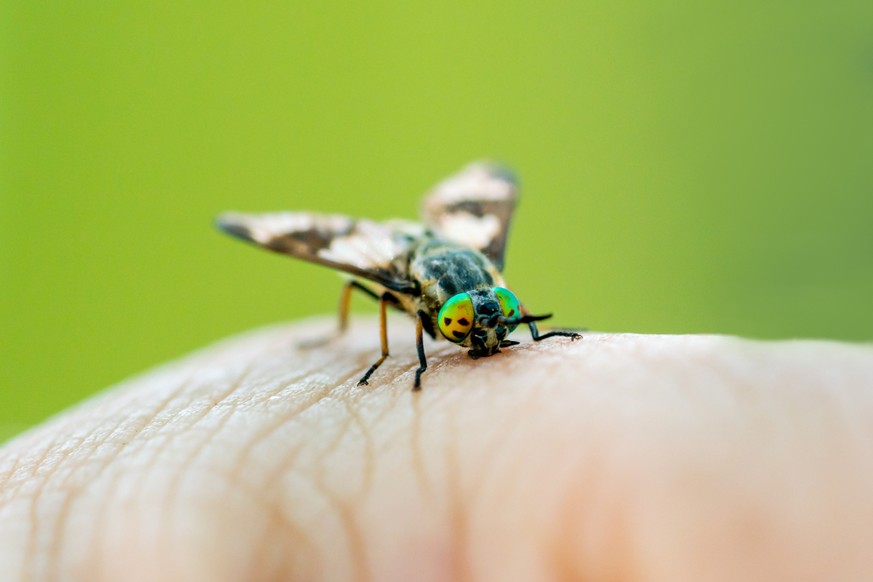 Manchmal fliegen Fliegen Fliegen nach. Diese hier gerade nicht.&nbsp;